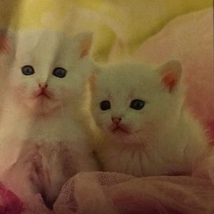 Meet your Posher, The idiot